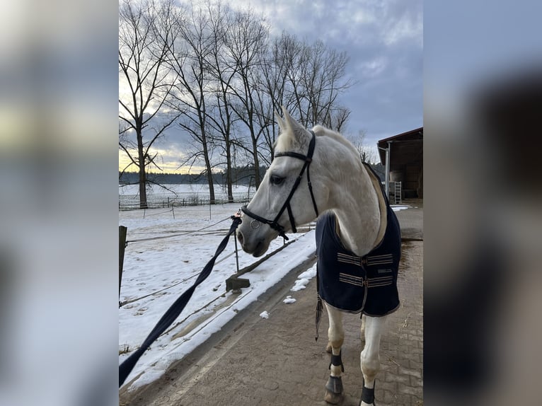 Bayerisches Warmblut Wallach 16 Jahre 180 cm Schimmel in FrontenhausenFrontenhausen