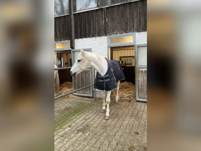 Bayerisches Warmblut Wallach 16 Jahre 180 cm Schimmel in FrontenhausenFrontenhausen
