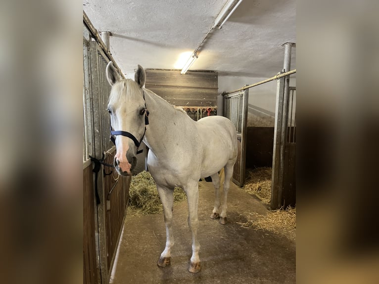 Bayerisches Warmblut Wallach 16 Jahre 180 cm Schimmel in FrontenhausenFrontenhausen