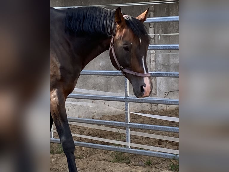Bayerisches Warmblut Wallach 16 Jahre Dunkelbrauner in Herzberg