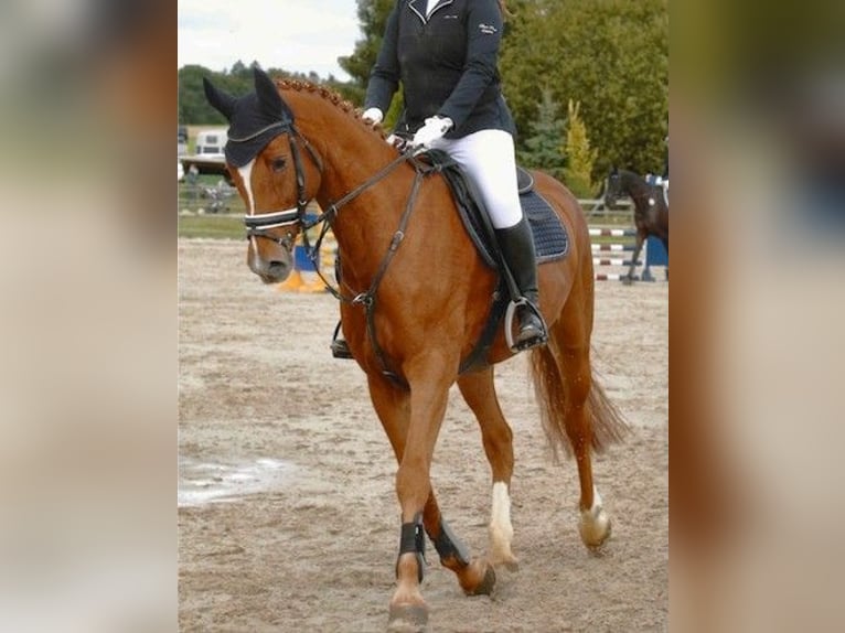 Bayerisches Warmblut Wallach 16 Jahre in Gammertingen