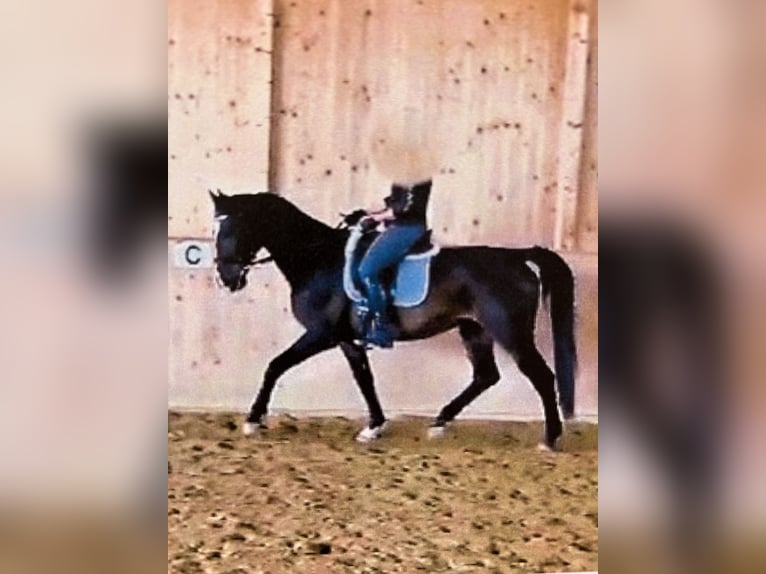Bayerisches Warmblut Wallach 17 Jahre 162 cm Brauner in Vilsbiburg