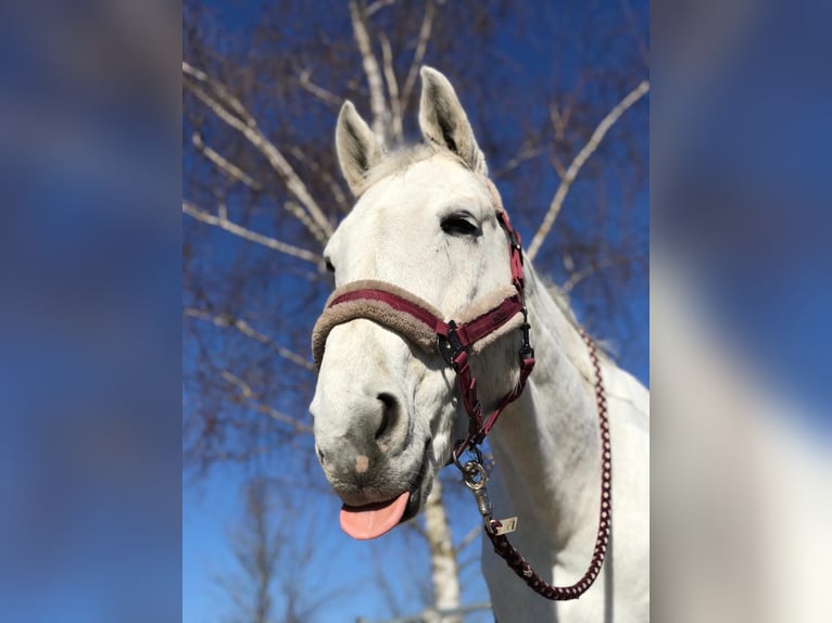 Bayerisches Warmblut Wallach 17 Jahre 162 cm Schimmel in Weichs