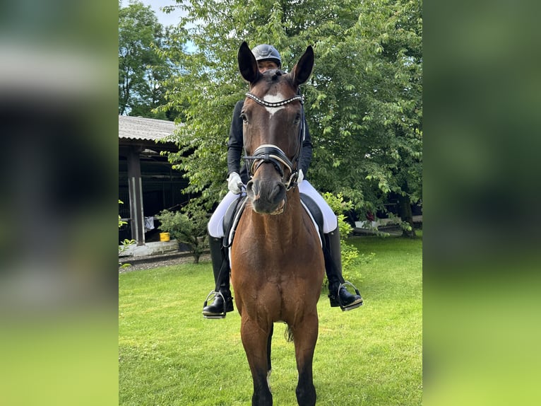 Bayerisches Warmblut Wallach 17 Jahre 165 cm Brauner in Bergisch Gladbach