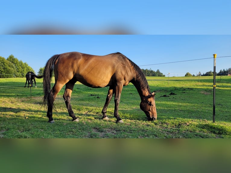Bayerisches Warmblut Wallach 17 Jahre 167 cm Dunkelbrauner in Wittibreut