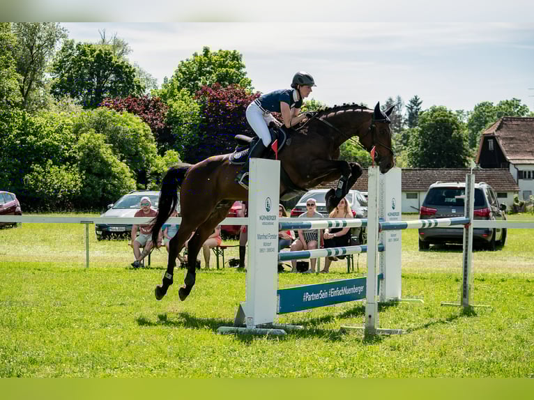 Bayerisches Warmblut Wallach 17 Jahre 167 cm Dunkelbrauner in Wittibreut