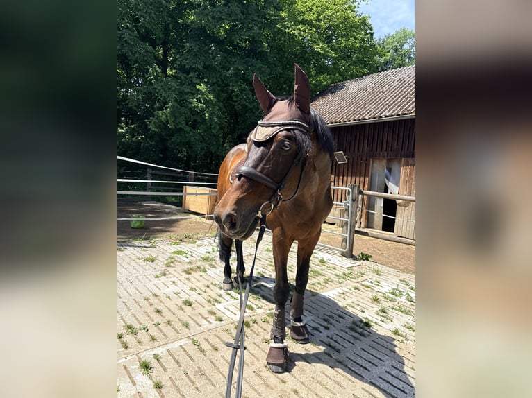 Bayerisches Warmblut Wallach 17 Jahre 170 cm Dunkelbrauner in Amstetten