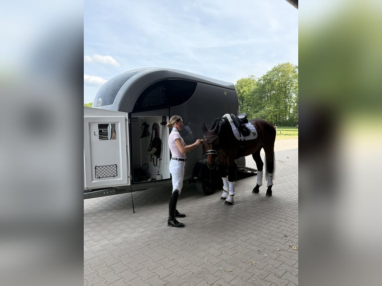 Bayerisches Warmblut Wallach 17 Jahre 170 cm Dunkelbrauner in Lienen