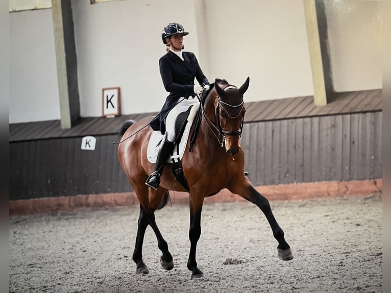 Bayerisches Warmblut Wallach 17 Jahre 170 cm Dunkelbrauner in Lienen