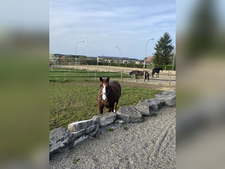 Bayerisches Warmblut Wallach 17 Jahre 170 cm Dunkelfuchs in Bad Saulgau