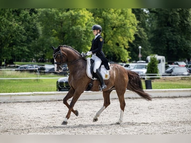 Bayerisches Warmblut Wallach 17 Jahre 170 cm Dunkelfuchs in Bad Saulgau