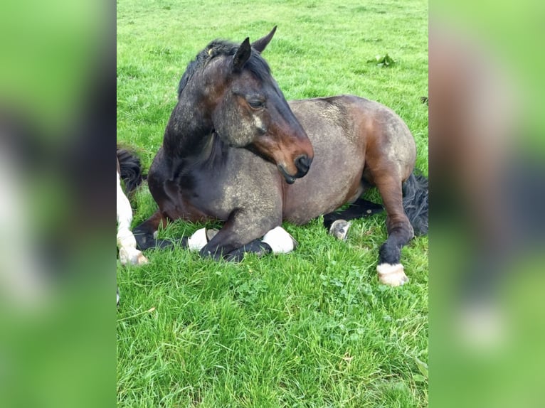 Bayerisches Warmblut Wallach 17 Jahre 172 cm Dunkelbrauner in Oberding