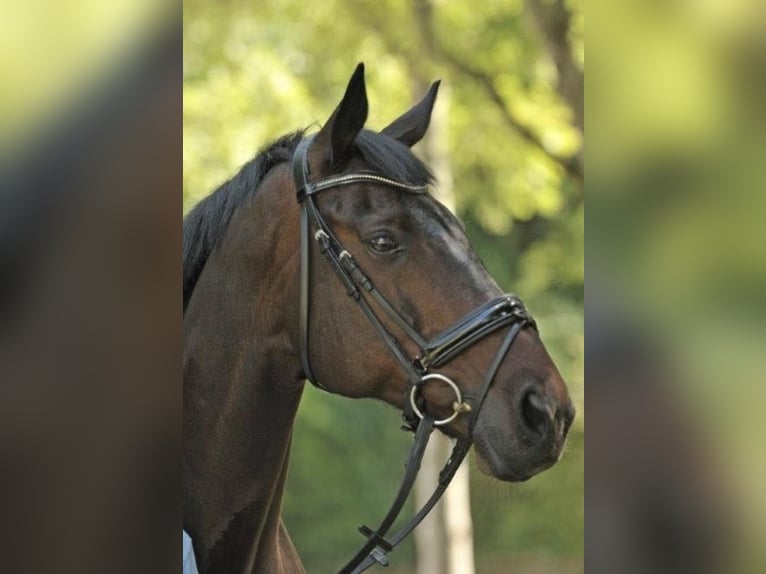 Bayerisches Warmblut Wallach 17 Jahre 172 cm Dunkelbrauner in Oberding