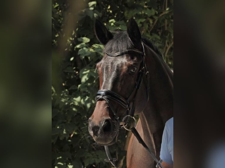 Bayerisches Warmblut Wallach 17 Jahre 172 cm Dunkelbrauner in Oberding