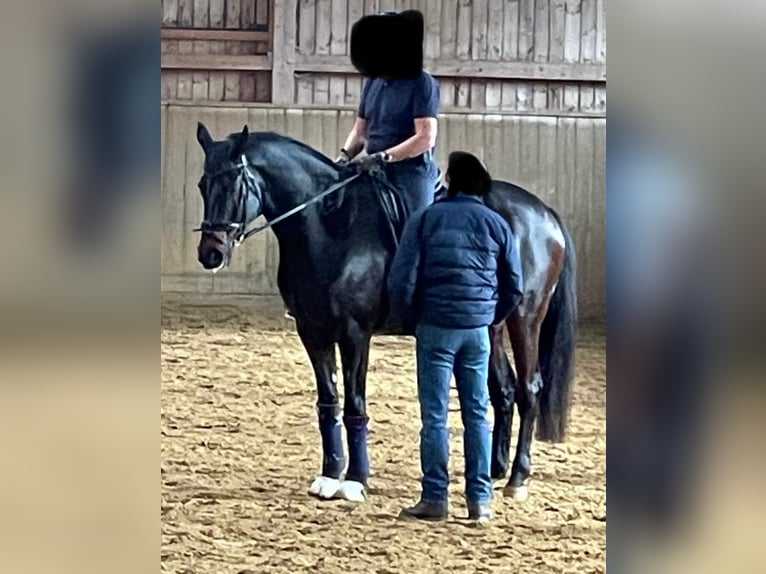 Bayerisches Warmblut Wallach 17 Jahre 172 cm Dunkelbrauner in Oberding