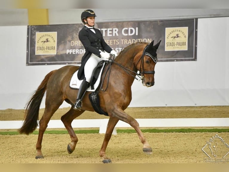 Bayerisches Warmblut Wallach 17 Jahre 173 cm Fuchs in Ebreichsdorf