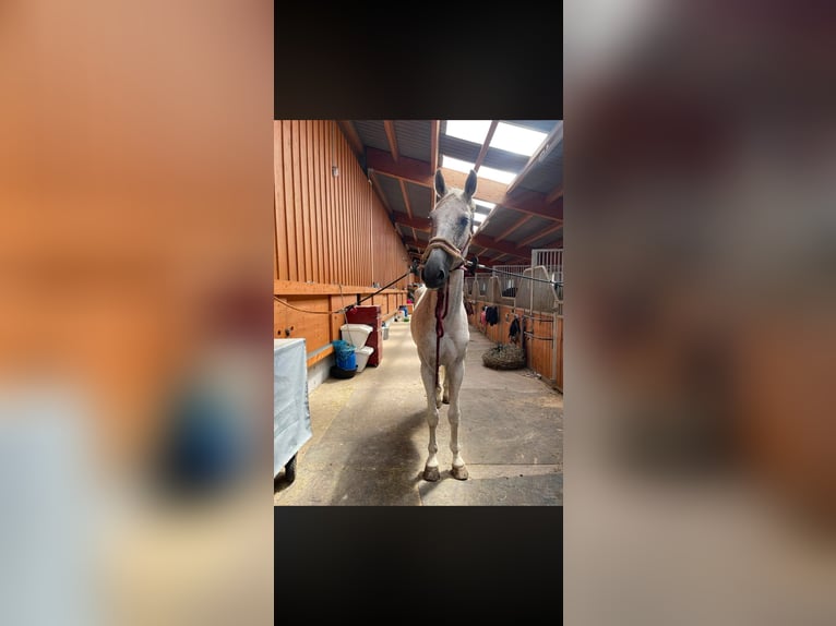Bayerisches Warmblut Wallach 17 Jahre 175 cm Fliegenschimmel in Hohenems