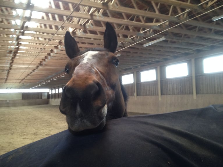 Bayerisches Warmblut Wallach 17 Jahre 178 cm Brauner in Geisenhausen