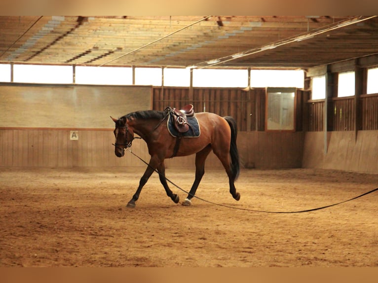 Bayerisches Warmblut Wallach 17 Jahre 178 cm Brauner in Geisenhausen