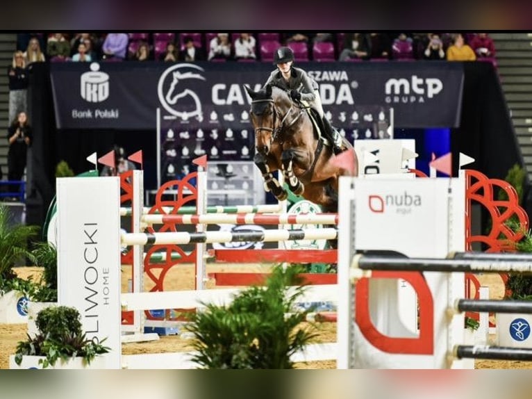 Bayerisches Warmblut Wallach 17 Jahre 178 cm Rotbrauner in Warszawa