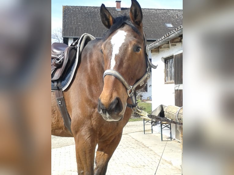 Bayerisches Warmblut Wallach 17 Jahre 178 cm in Eislsdorf