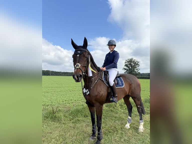 Bayerisches Warmblut Wallach 17 Jahre 180 cm Brauner in Finsing
