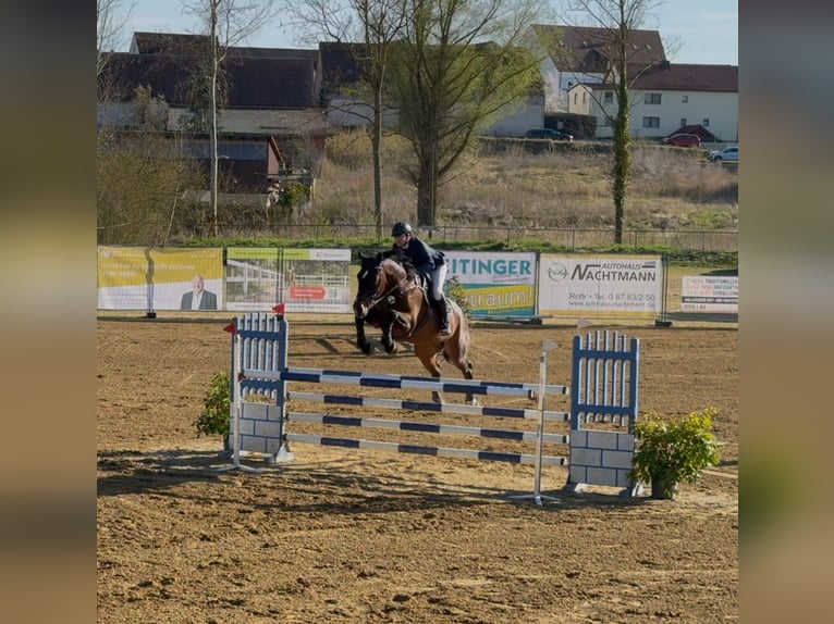 Bayerisches Warmblut Wallach 17 Jahre 180 cm Brauner in Finsing