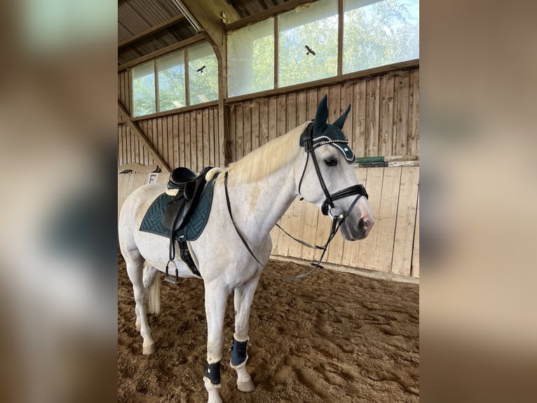 Bayerisches Warmblut Wallach 17 Jahre 180 cm Schimmel in FrontenhausenFrontenhausen