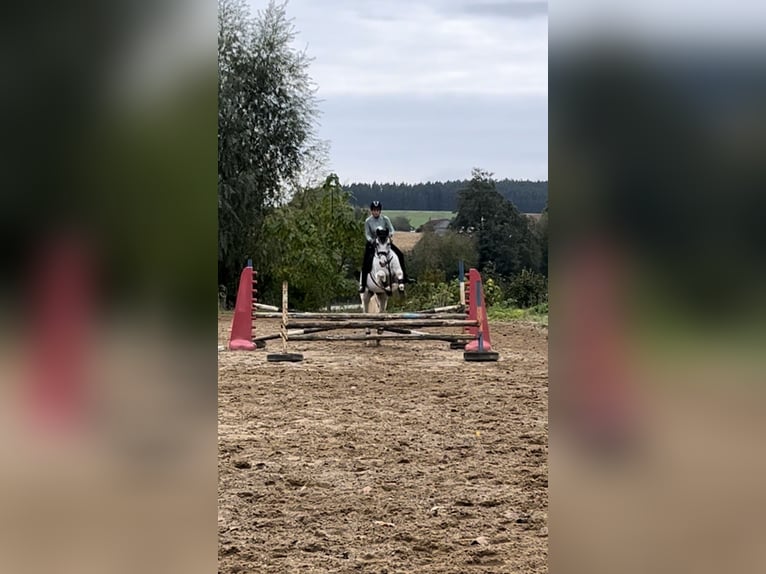 Bayerisches Warmblut Wallach 17 Jahre 180 cm Schimmel in FrontenhausenFrontenhausen