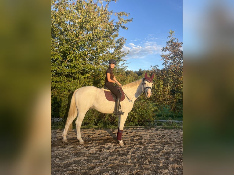 Bayerisches Warmblut Wallach 17 Jahre 180 cm Schimmel in FrontenhausenFrontenhausen