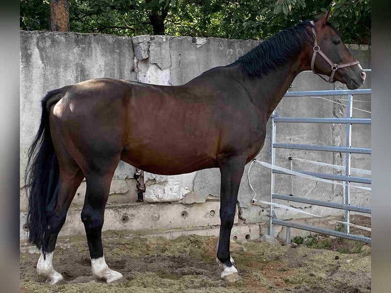 Bayerisches Warmblut Wallach 17 Jahre Dunkelbrauner in Herzberg