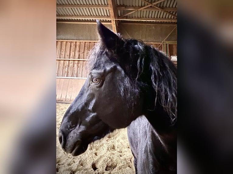 Bayerisches Warmblut Wallach 18 Jahre 166 cm Rappe in BayrischzellBayrischzell