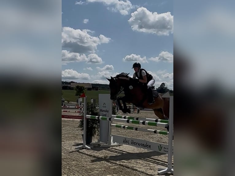 Bayerisches Warmblut Wallach 18 Jahre 167 cm Brauner in Berg
