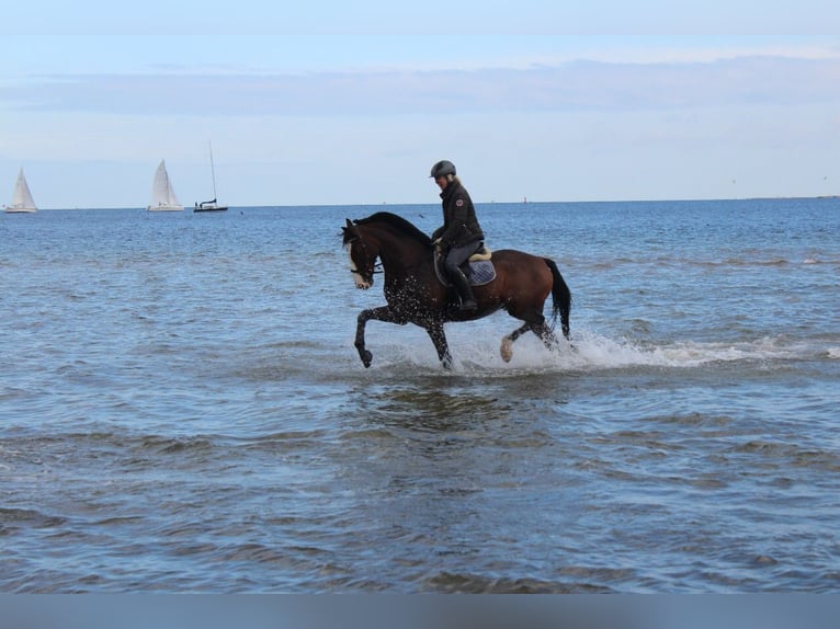 Bayerisches Warmblut Wallach 18 Jahre 167 cm Brauner in Gettorf