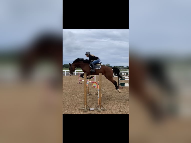 Bayerisches Warmblut Wallach 18 Jahre 167 cm Brauner in Gettorf