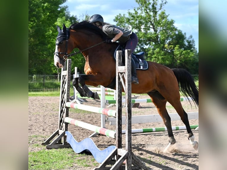 Bayerisches Warmblut Wallach 18 Jahre 167 cm Brauner in Gettorf