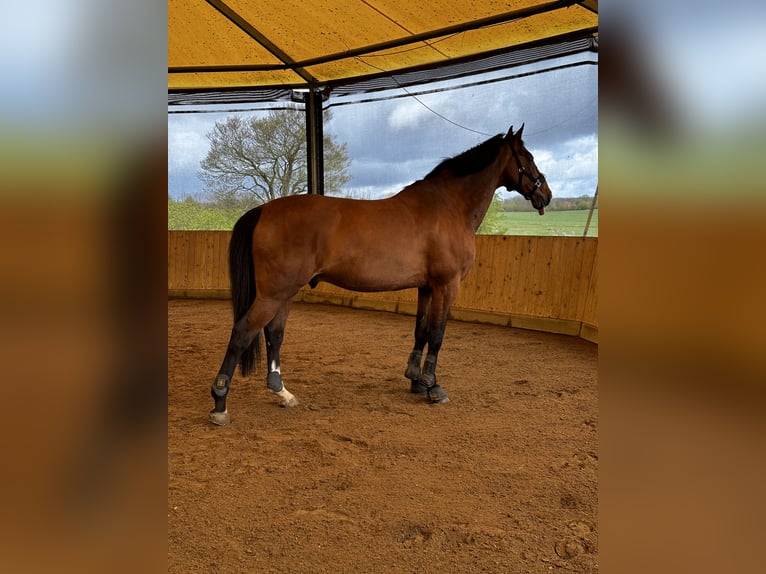 Bayerisches Warmblut Wallach 18 Jahre 167 cm Brauner in Gettorf