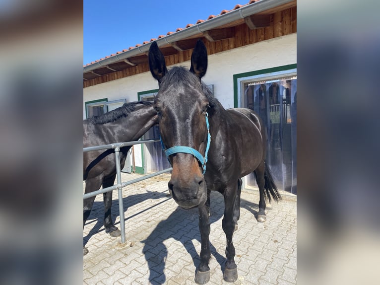 Bayerisches Warmblut Wallach 18 Jahre 168 cm Dunkelbrauner in Schorndorf