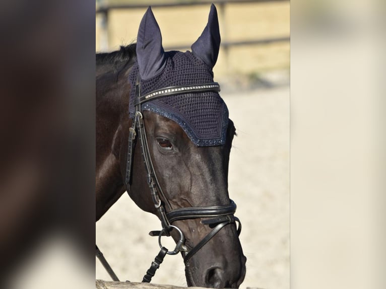 Bayerisches Warmblut Wallach 18 Jahre 168 cm Rappe in Scheyern