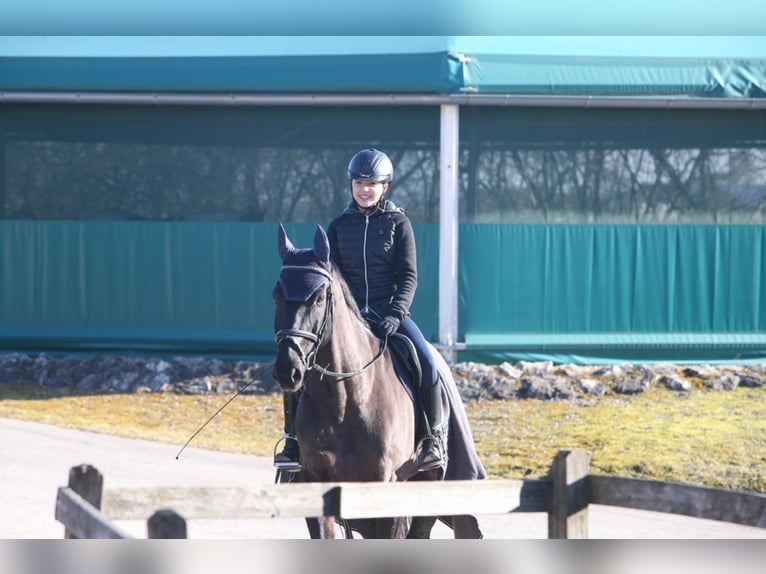 Bayerisches Warmblut Wallach 18 Jahre 168 cm Rappe in Scheyern