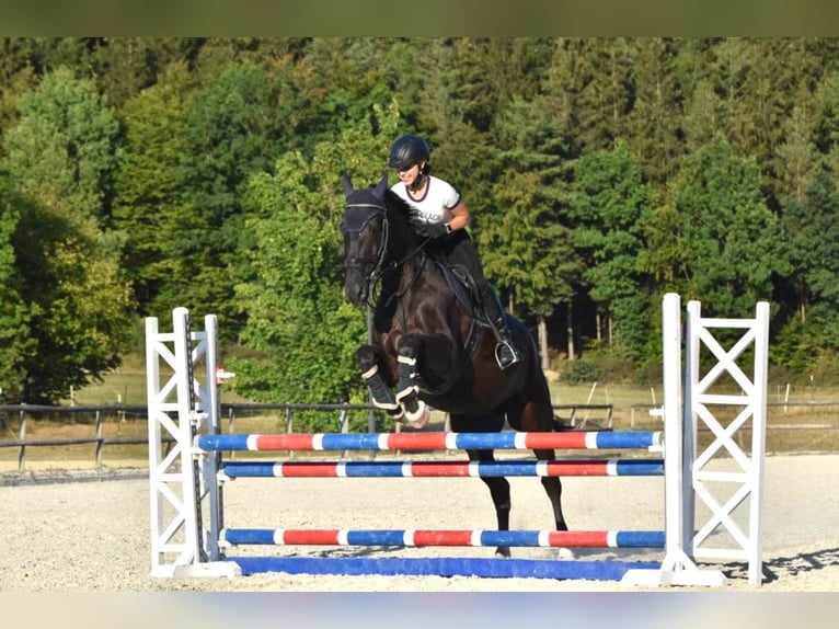 Bayerisches Warmblut Wallach 18 Jahre 168 cm Rappe in Scheyern