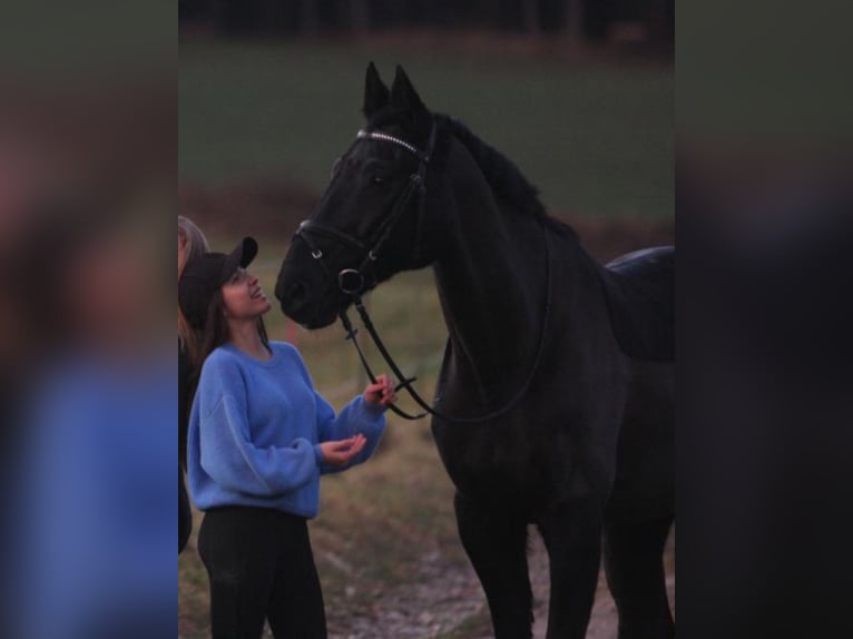 Bayerisches Warmblut Wallach 18 Jahre 168 cm Rappe in Scheyern