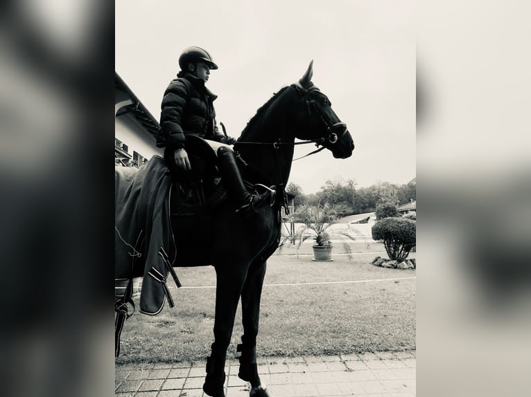 Bayerisches Warmblut Wallach 18 Jahre 168 cm Rappe in Scheyern