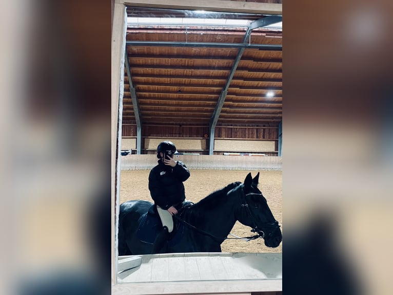 Bayerisches Warmblut Wallach 18 Jahre 168 cm Rappe in Scheyern