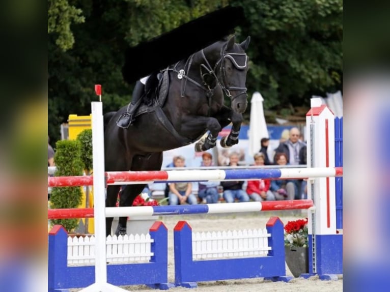 Bayerisches Warmblut Wallach 18 Jahre 168 cm Rappe in Scheyern