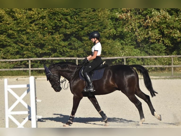 Bayerisches Warmblut Wallach 18 Jahre 168 cm Rappe in Scheyern