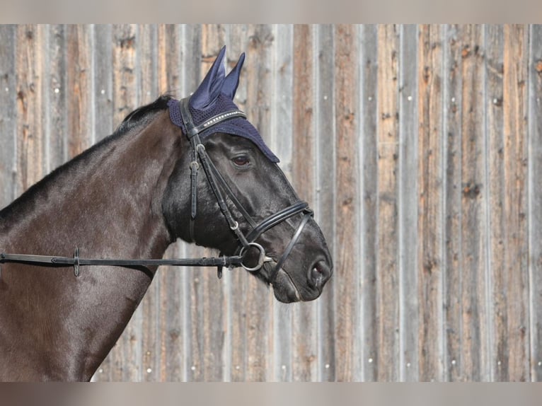 Bayerisches Warmblut Wallach 18 Jahre 168 cm Rappe in Scheyern