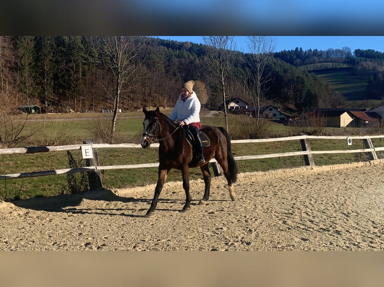 Bayerisches Warmblut Wallach 18 Jahre 170 cm Brauner in St. Andr&#xE4;-W&#xF6;rdern