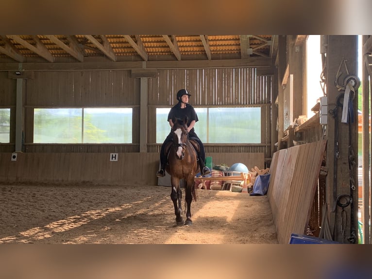 Bayerisches Warmblut Wallach 18 Jahre 170 cm Brauner in St. Andr&#xE4;-W&#xF6;rdern