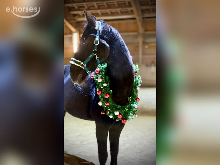 Bayerisches Warmblut Wallach 18 Jahre 172 cm Brauner in Parkstein